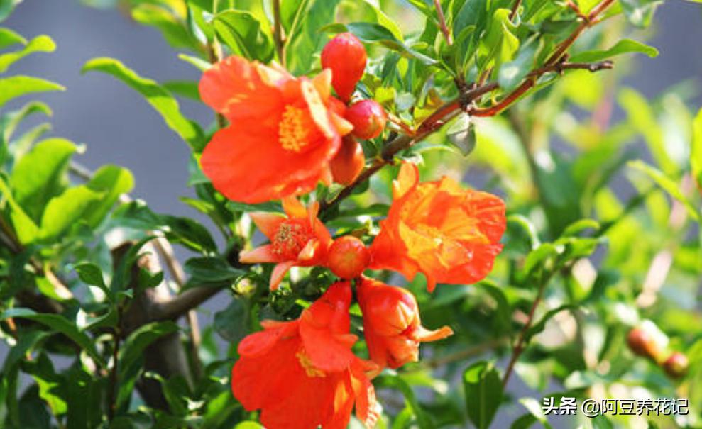 红牡丹石榴怎么养,教你如何养好花