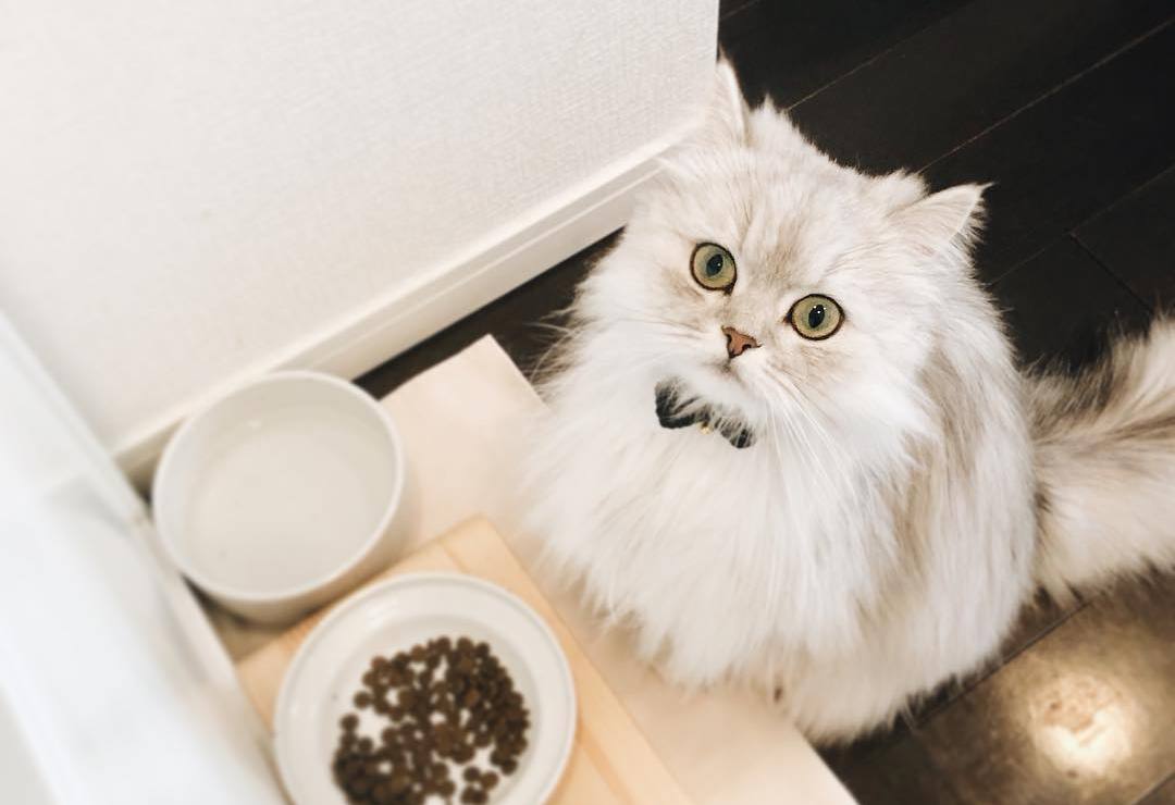 养猫40条常识猫咪生病的症状,猫咪生病有哪些忌口