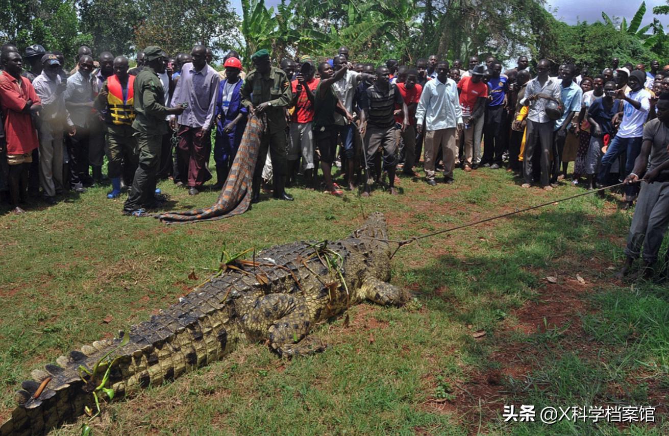 鳄鱼袭人，印尼村民愤怒*杀屠**300头，为什么说鳄鱼比鲨鱼还要凶残