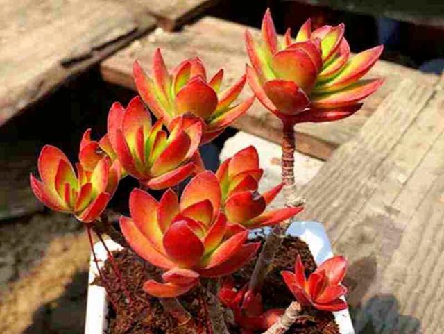 多肉天狗之舞应该如何管理养护,天狗之舞多肉有什么功效