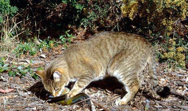 澳大利亚为什么战胜不了野兔 (中国兔子vs国外兔子)