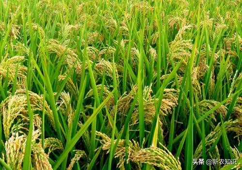 水稻种植都需要用什么推广技术,水稻种植的改进措施