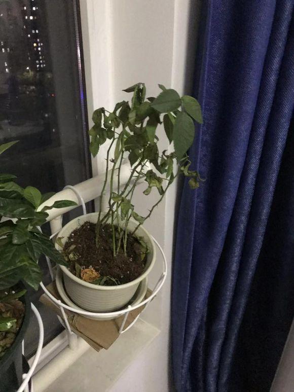 玫瑰花蔫了最快补救的方法,玫瑰花叶子下垂发蔫怎么回事