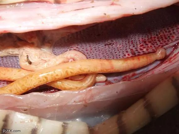 家里进蛇怎么办可以报警吗,家里进蛇找谁可以处理