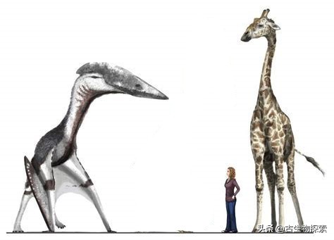 以恐龙为食的翼龙像飞机一样大！