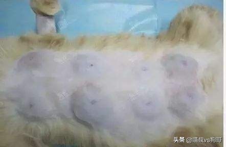 猫咪乳腺炎肿块一般多久才会消掉,猫奴都该知道的猫咪医疗保健知识