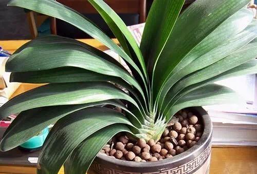 君子兰长歪了怎么补救,君子兰花箭不在中间被叶压歪了