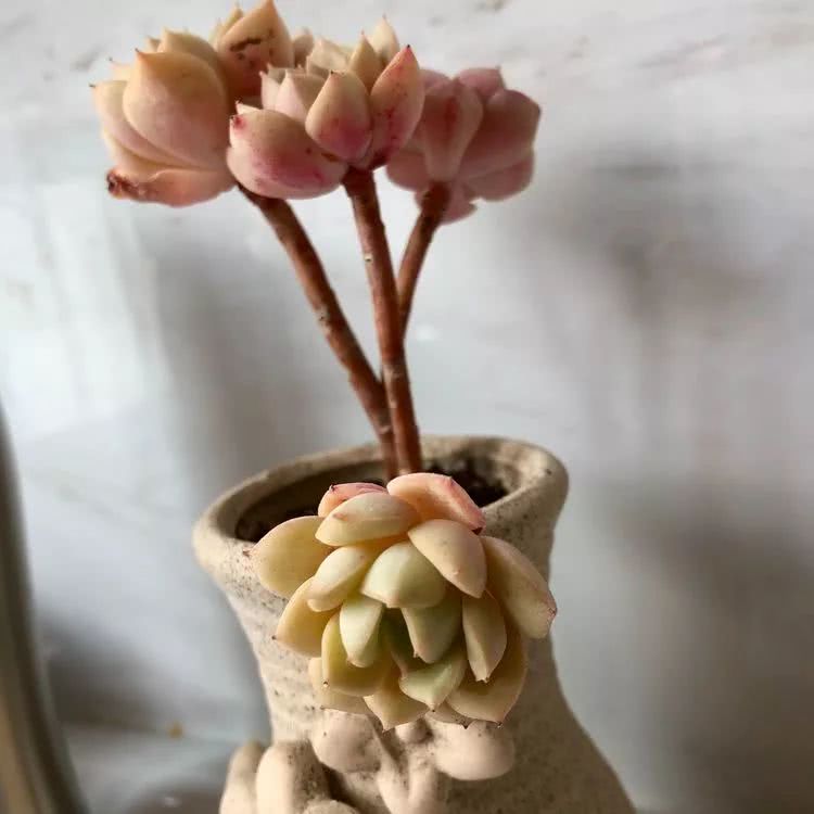 新手小白入坑多肉必看攻略,多肉新手入坑必备指南