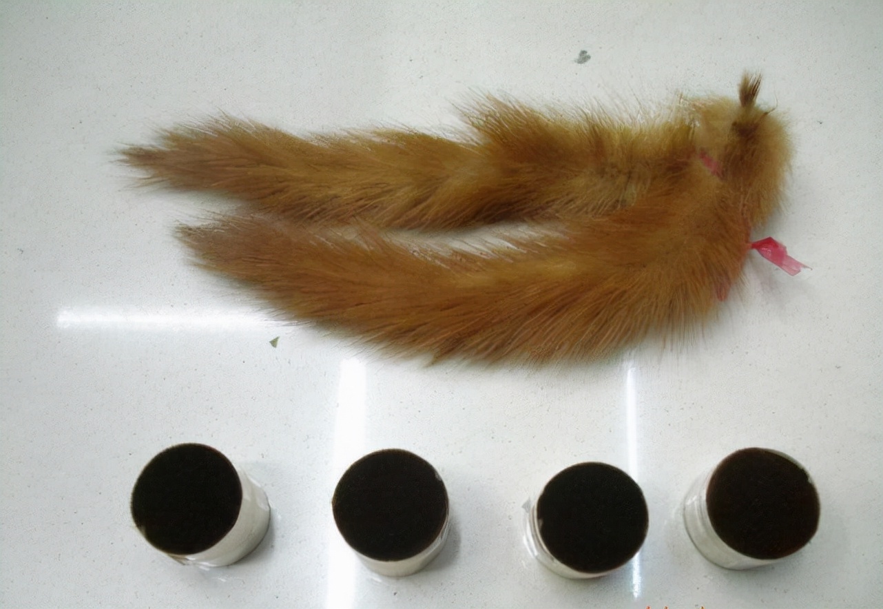 黄鼠狼全身是宝为何无人养殖,黄鼠狼浑身是宝为什么没人养殖