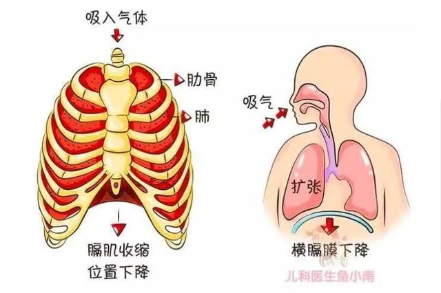 肋骨外翻生活体态怎么调整,体态矫正可以治疗肋骨外翻吗