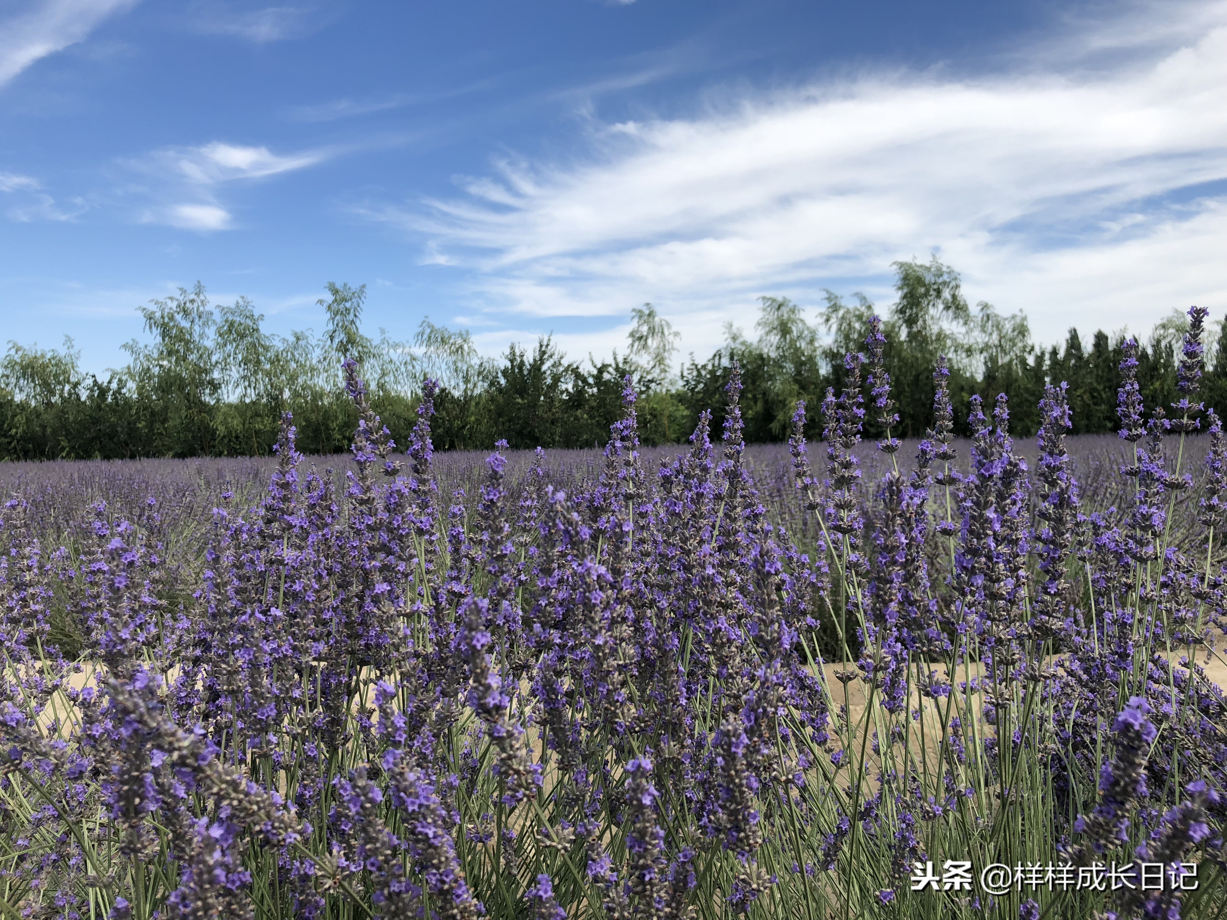 一家三口新疆伊犁旅游,自驾游霍尔果斯路线攻略