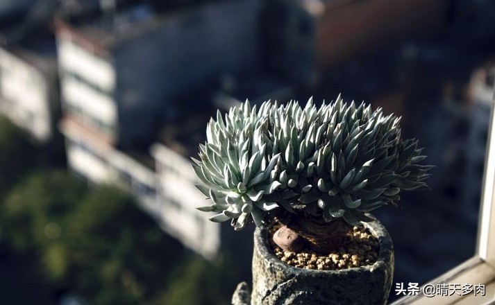 多肉仙女杯繁殖,多肉仙女杯如何快速服盆