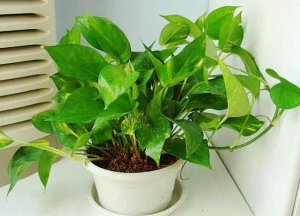 水养花为什么花根容易烂,花根浇水过多腐烂怎么治疗