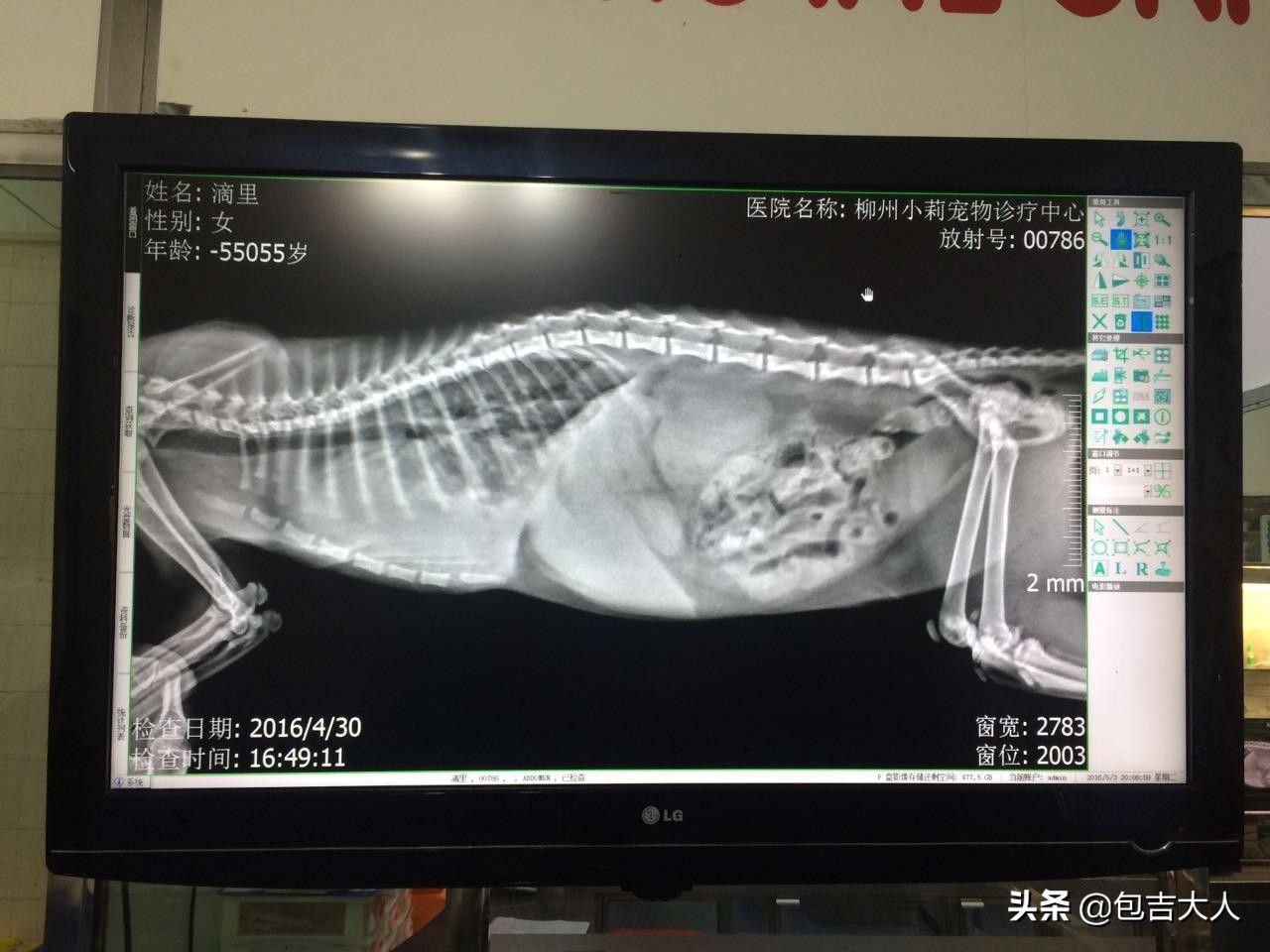 万字长文,分享自己养猫的真实经验,只愿每一只毛孩都能获得善待