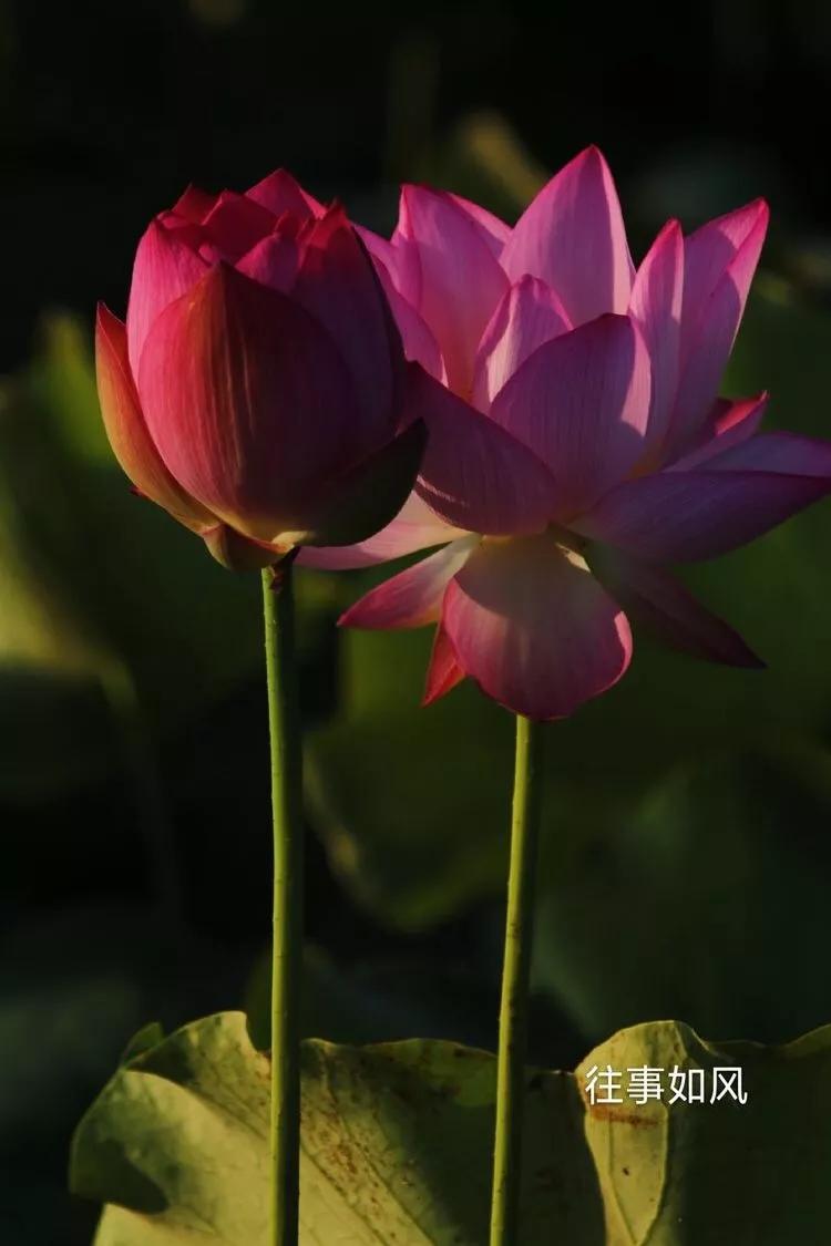 惊艳！淮阳，因为ta，美得不像“画”