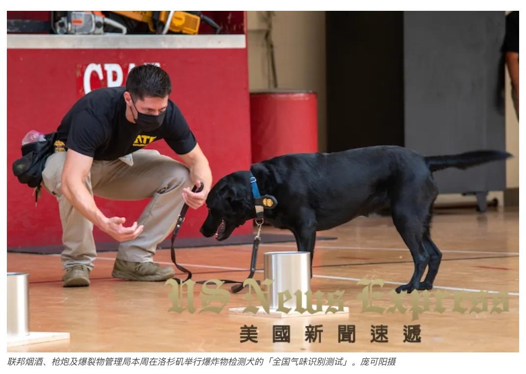 「锐视频」狗鼻子不灵不行美国警犬这样训的