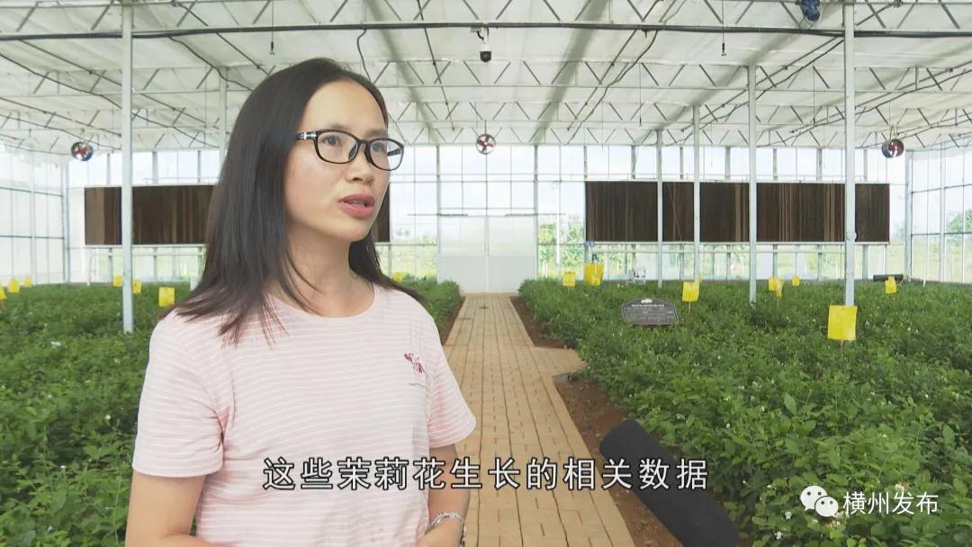 横州茉莉花产业产值,横州市茉莉花发展集团有限公司