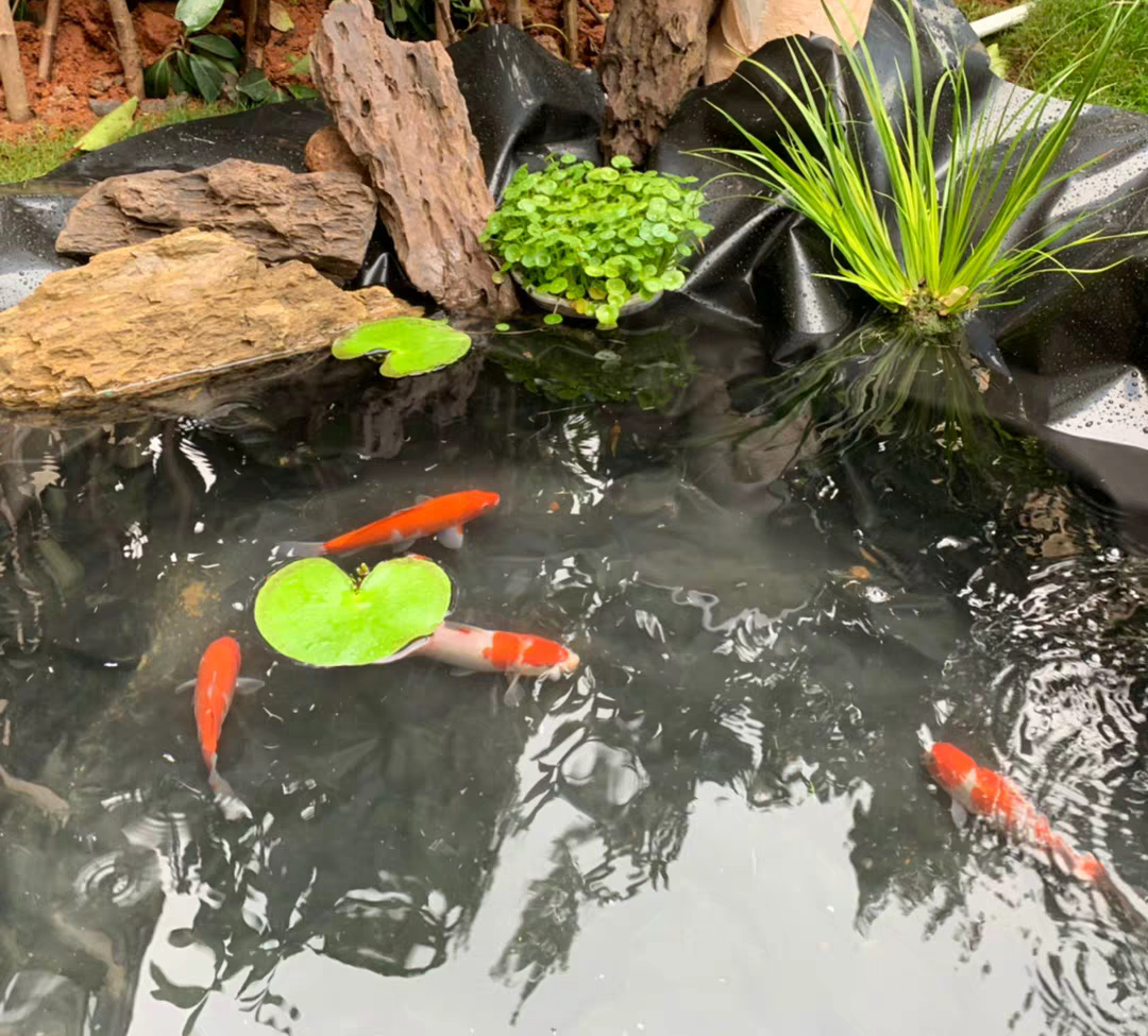 1米5深自建鱼池教程,自建鱼池的水怎么样才能清澈