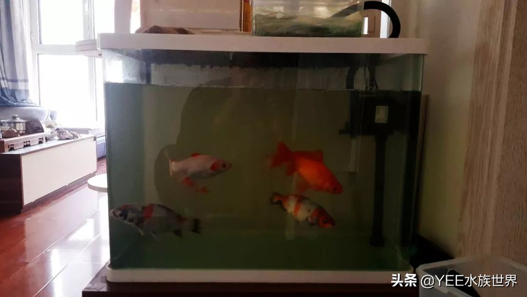 陶缸养鱼水浑怎么弄,石缸养鱼水很浑怎么办