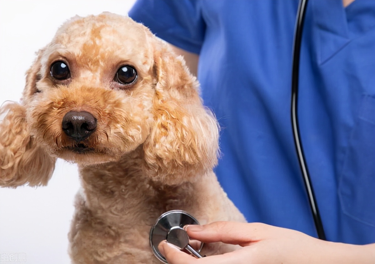 饲养泰迪犬的正确方法,室内饲养泰迪犬应该注意的问题