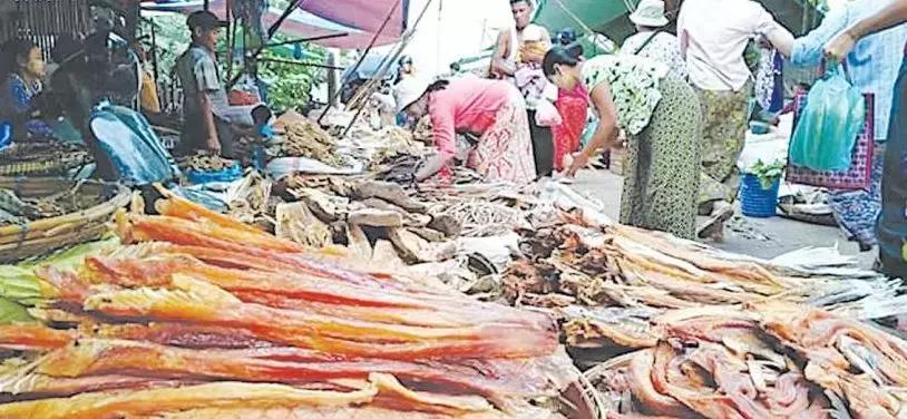 最新国外巴沙鱼进口情况,最新缅甸巴沙鱼消息