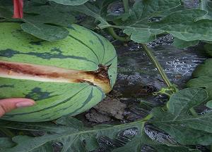 农药杀虫杀菌大全,药效长的杀虫杀螨农药
