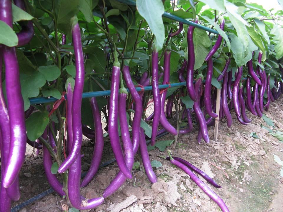 茄子应该怎么挑选 (教你怎么挑选茄子)