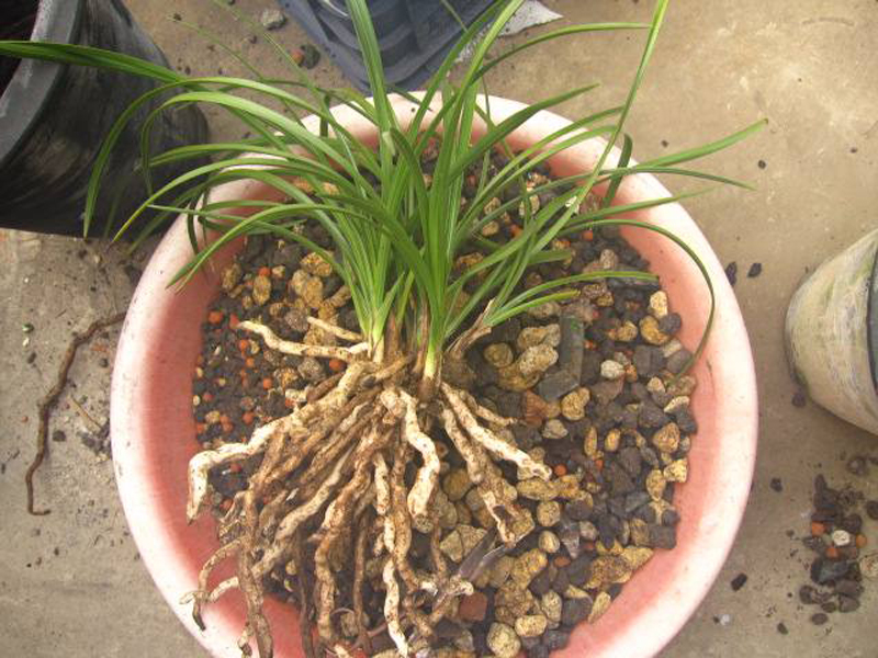 植金石是养兰花最好的硬植料吗,兰花泥炭和轻石配土比例