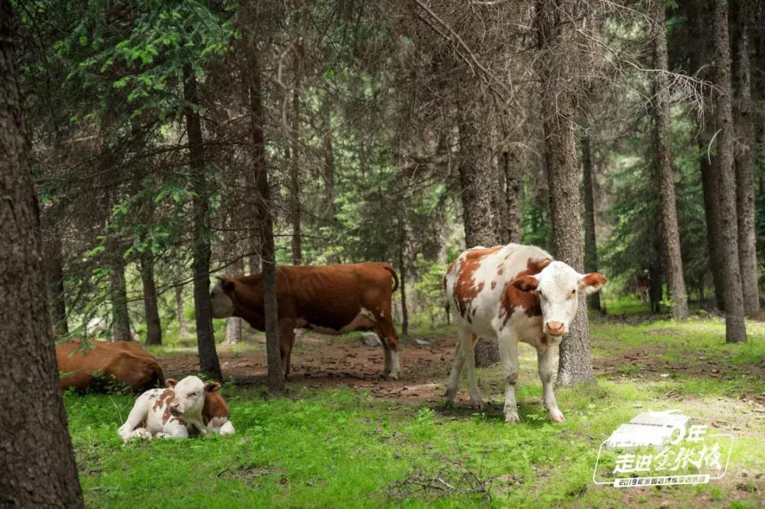 甘肃宝藏最多的地方,甘肃这座宝藏小城