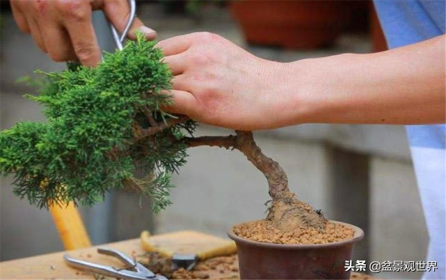 怎样学会修剪果树枝,五分钟学会修剪花树