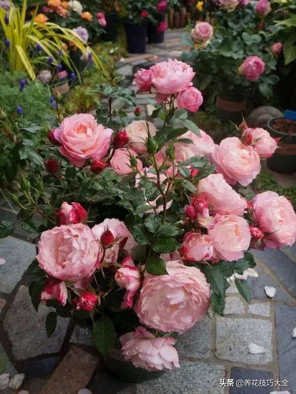 四季开花的月季又香又好养有几种,最漂亮10种盆栽月季