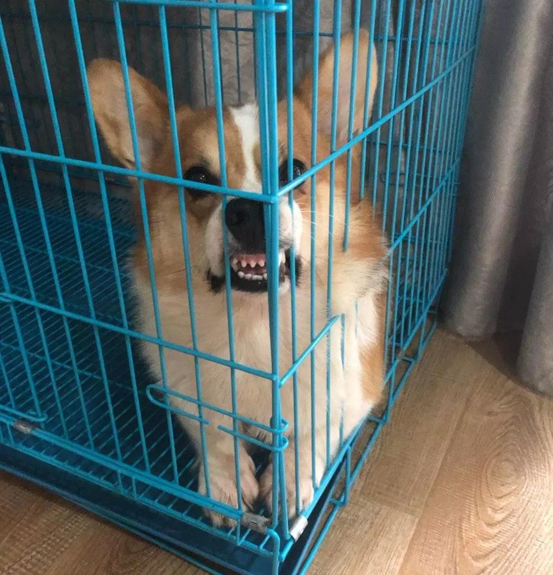 铲屎的都是因为啥和狗吵架，原谅我笑出了声