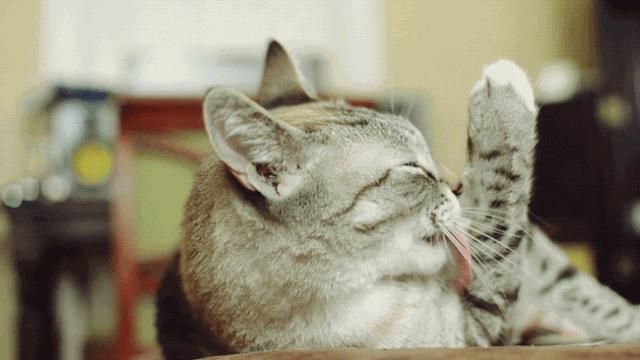 【科学小馆儿】头发也是蛋白质，为啥不能吃？