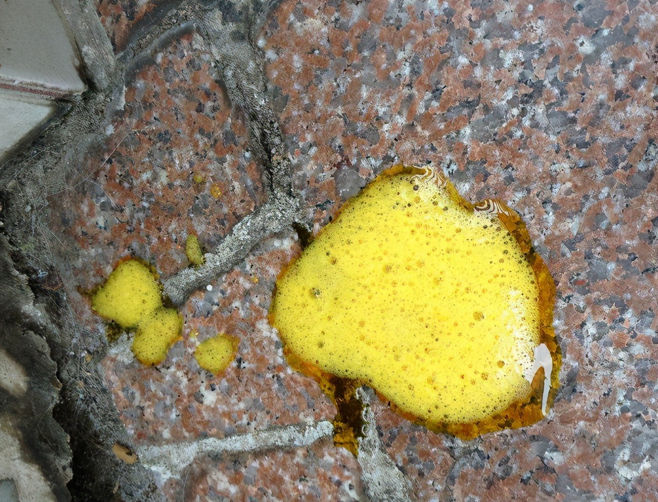 狗狗吐白色粘液是怎么回事,狗狗不吃呕吐白色的泡沫粘液