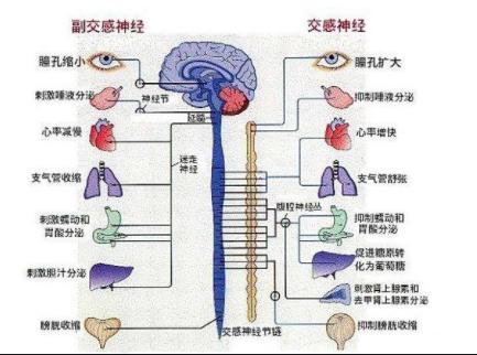 手脚冰凉耳鸣头昏,头痛头晕四肢无力怎么调理
