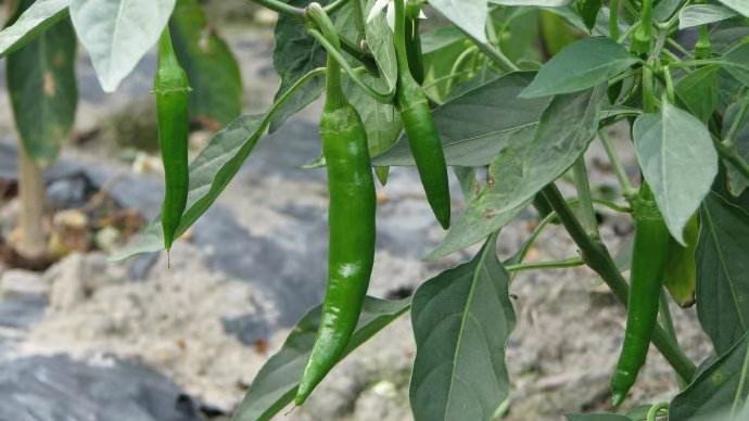 徐州新和康源食品董事长赵贵斌实诚质朴为人，遵照良心做产品