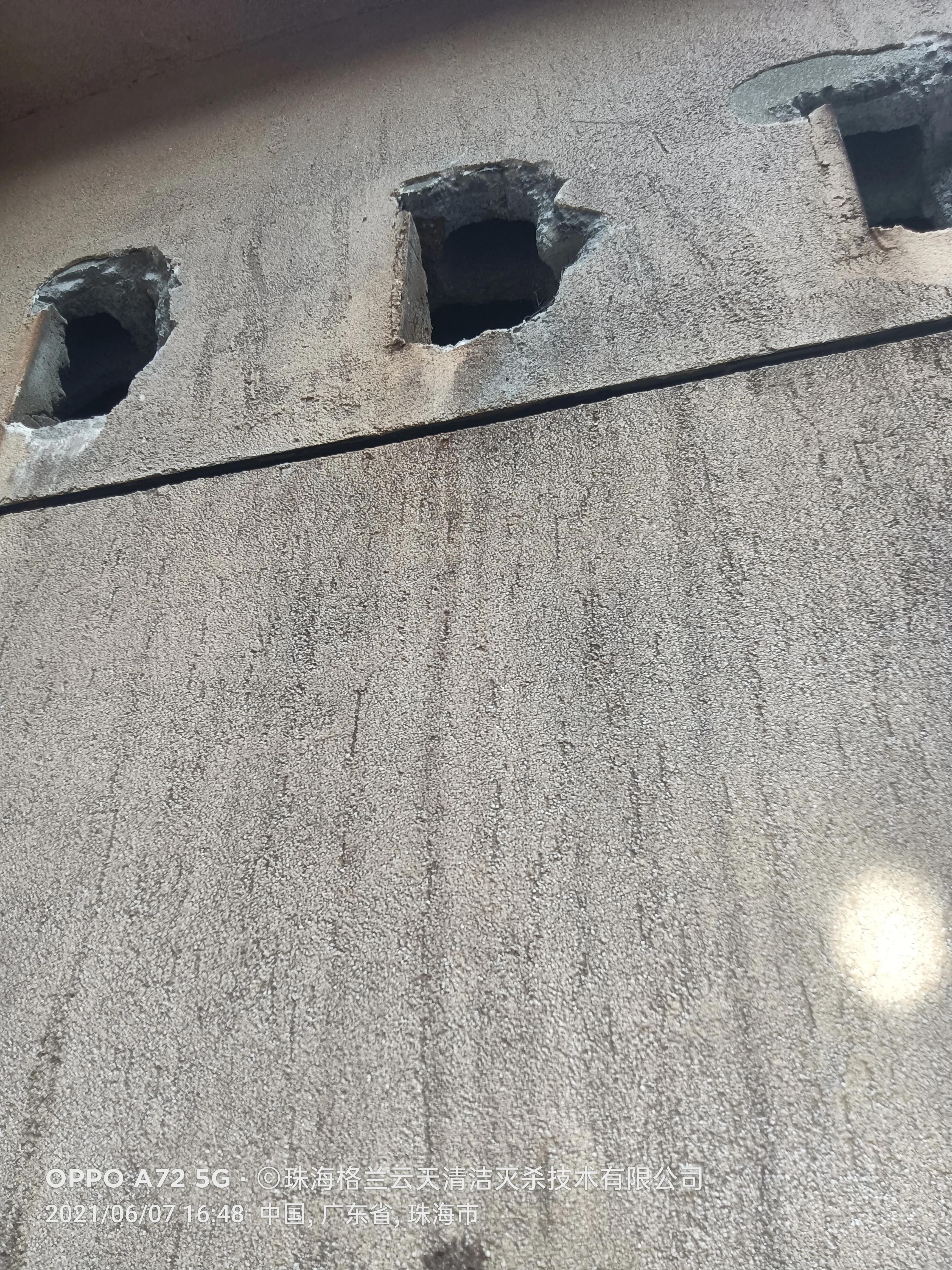 珠海白蚁防治找哪家,珠海白蚁防治服务公司