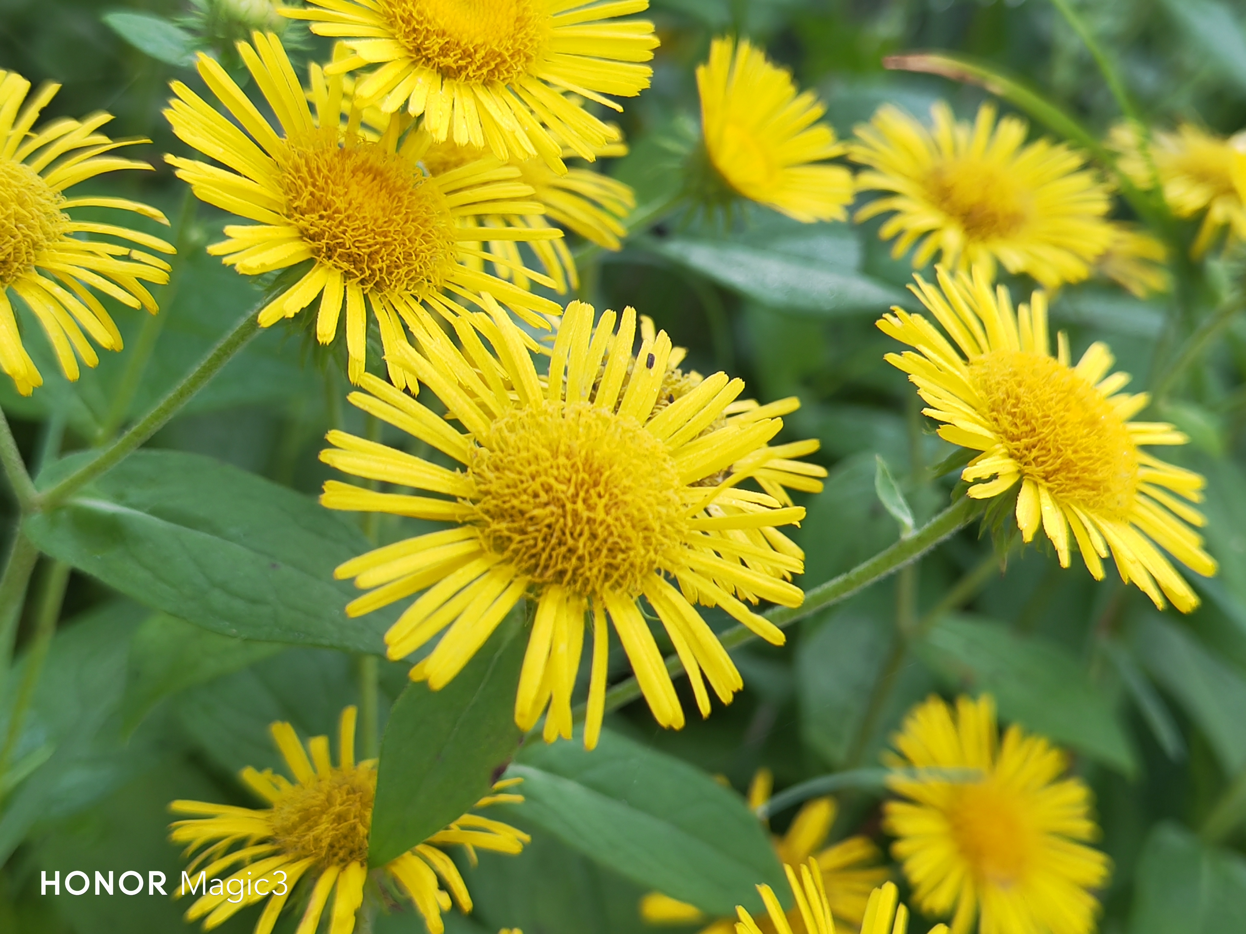 新款全能旗舰机荣耀magic4,全能旗舰荣耀magic3