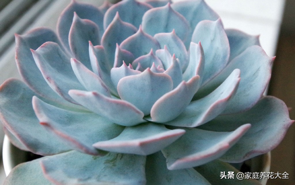 多肉蓝石莲怎么变漂亮,多肉蓝石莲怎么养
