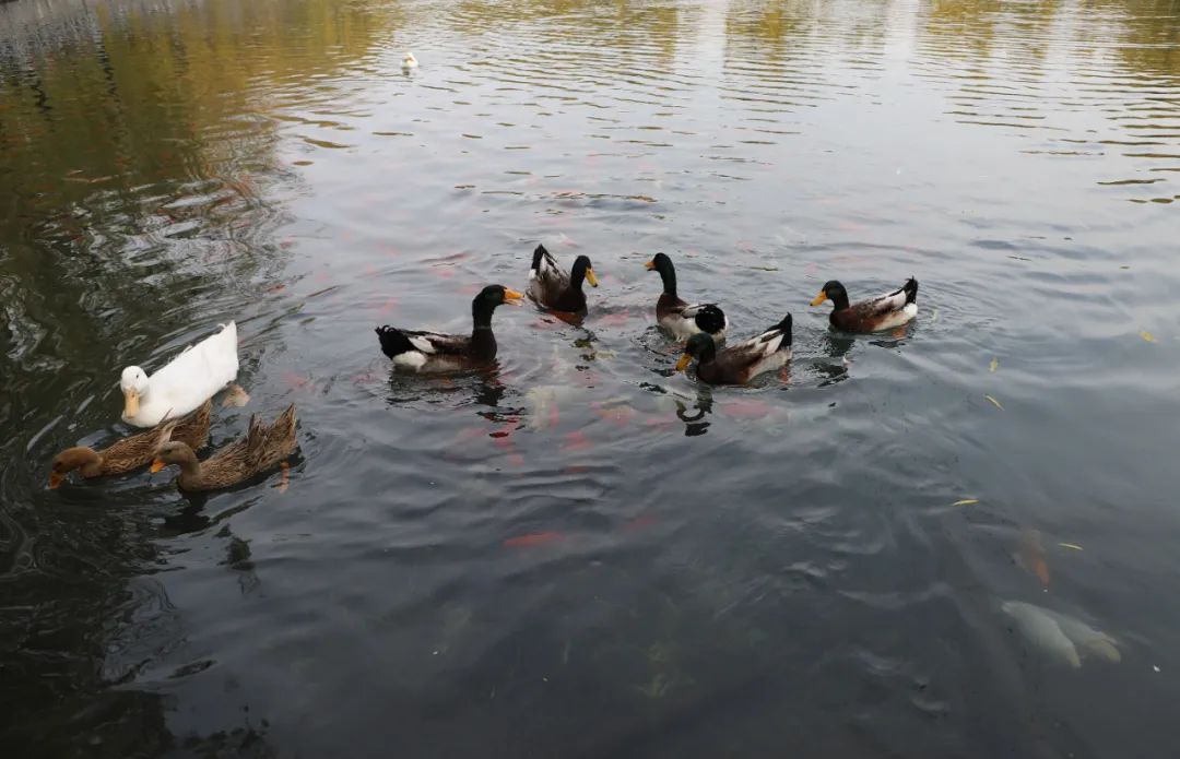 济南适合带孩子去的地方春天,周末遛娃的好去处好玩又免费济南