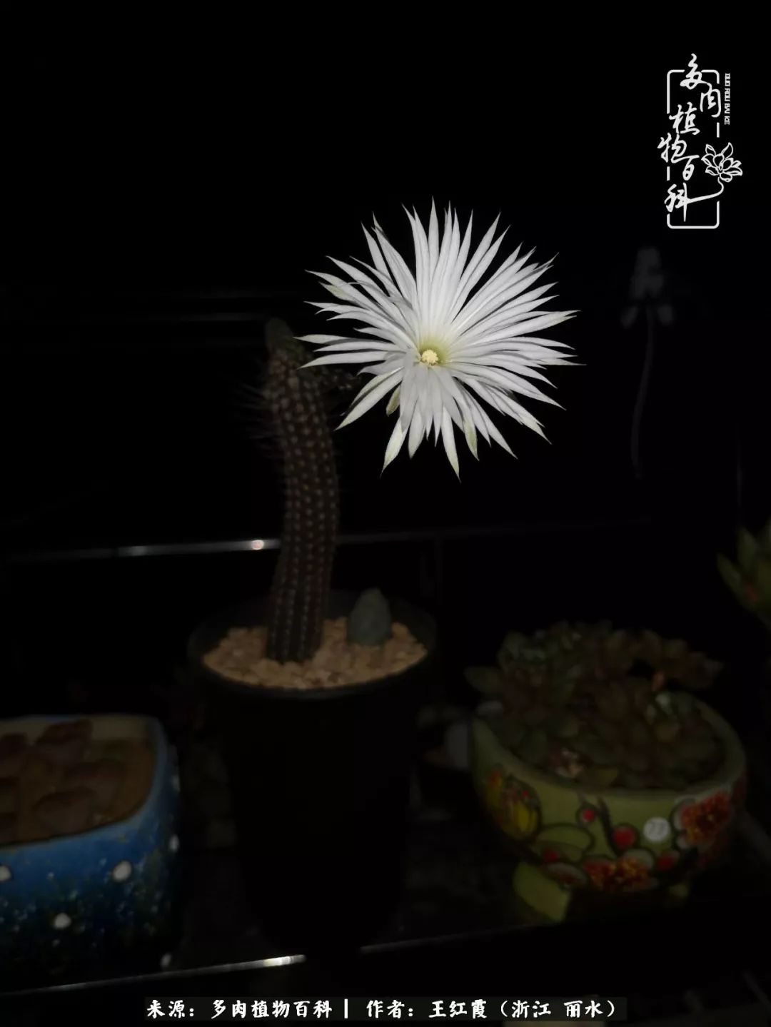 仙人球露养条件,仙人球春天露养条件