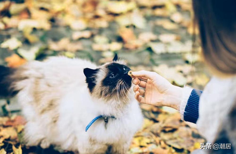 猫咪怎么吃得胖,猫猫太瘦怎么给它补充营养