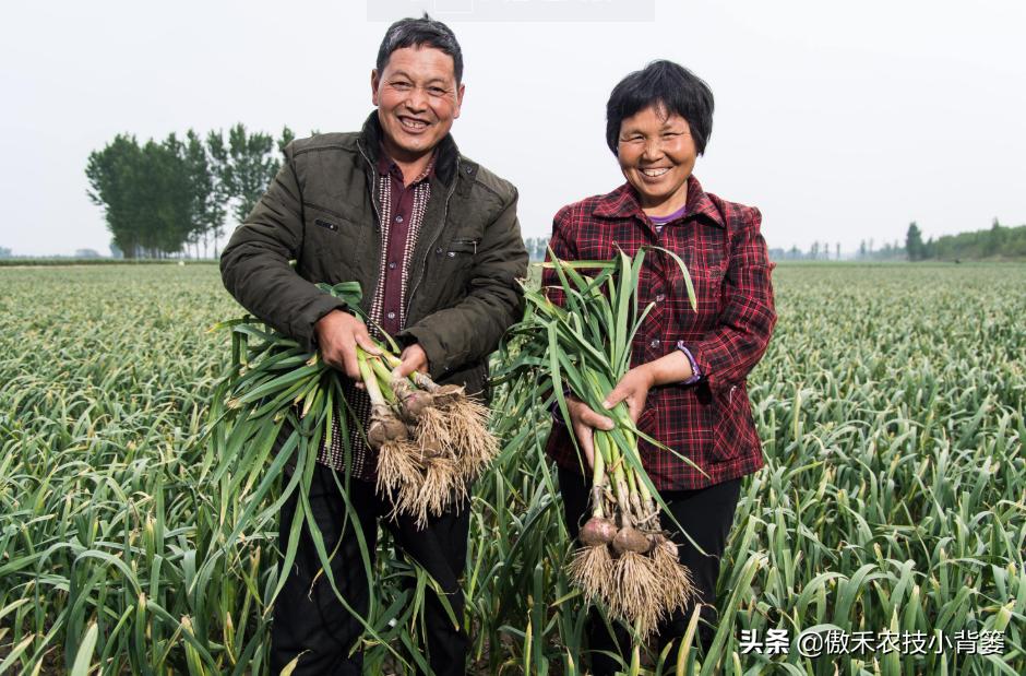 生石灰改良土壤的具体方法,撒石灰灭土壤病害