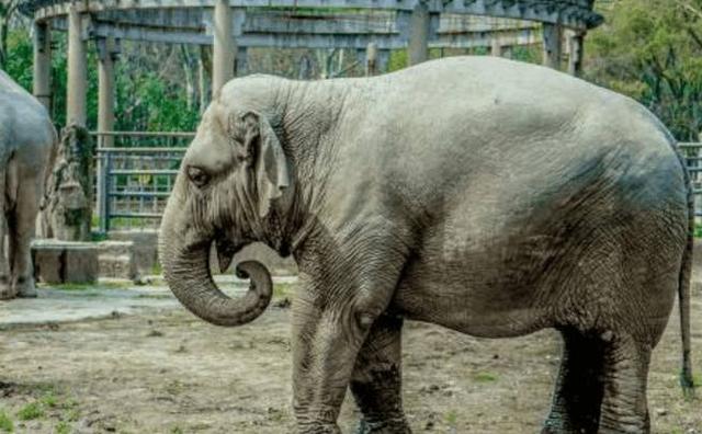 最强十大动物排名东北虎排位第一,十大最强动物战斗力排行榜