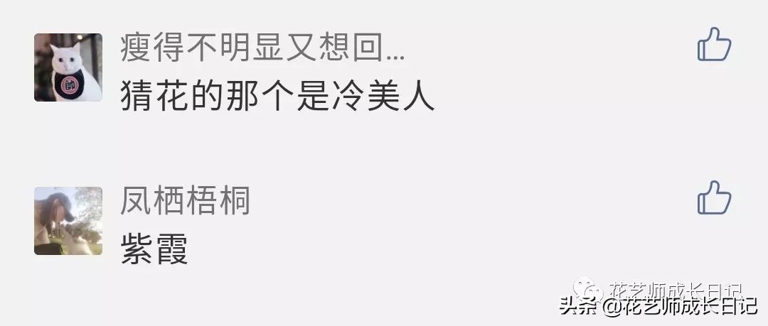 除了康乃馨以外送给妈妈什么花,母亲节送妈妈一束康乃馨