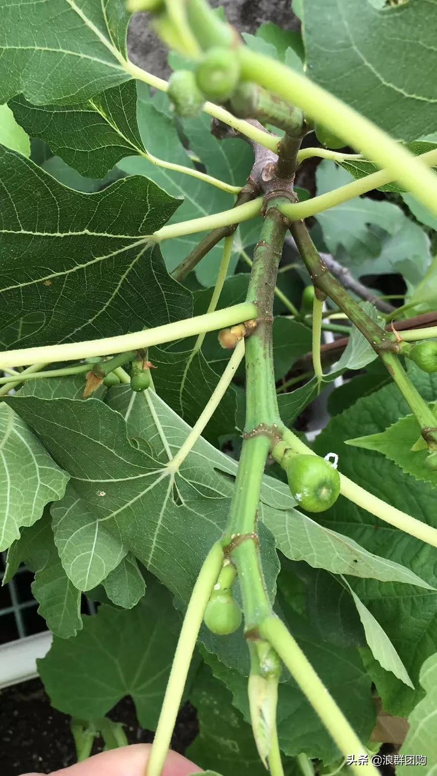 好吃无花果品种,丰产好吃的无花果推荐