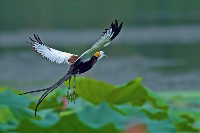 广东常见鸟类图谱图文,广东常见鸟类图谱