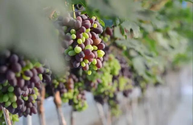 李子柒令人向往的世外桃源生活,李子柒记录的简单淳朴的田园生活