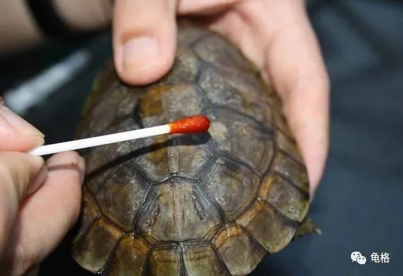 聚维酮碘溶液给乌龟治腐甲怎么用,聚维酮碘乌龟腐皮腐甲使用方法