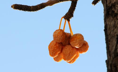 浮生若梦为欢几何是正确的吗,浮生六记浮生若梦为欢几何